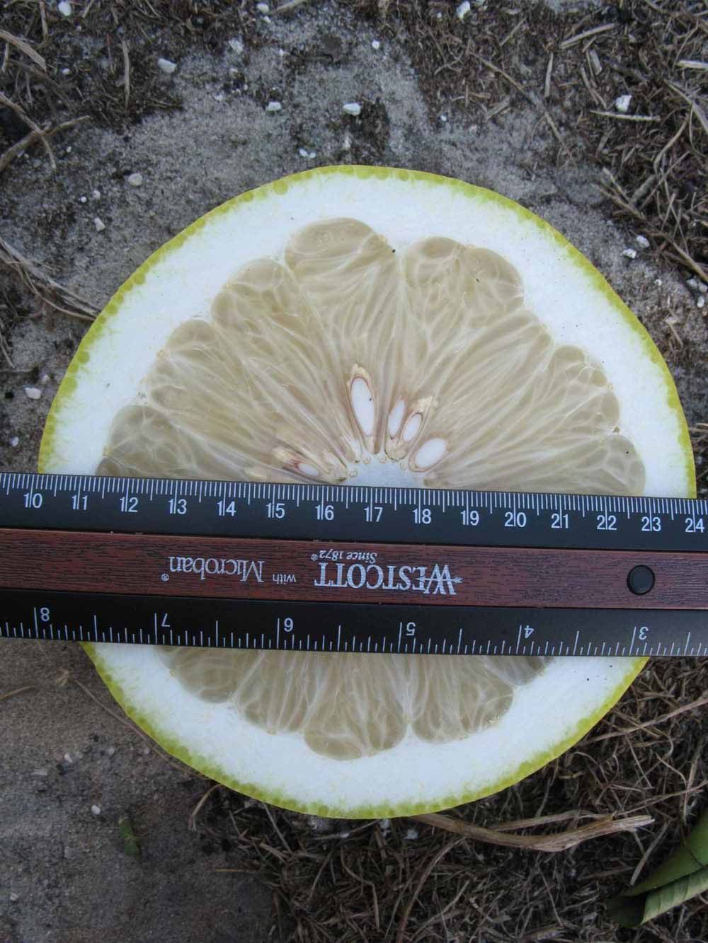            Fruit cross-section (Winter Haven, FL)   